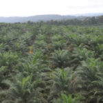 Lahan HP di Desa Labuh Air Pandan Diduga Telah Dijual Belikan