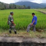 Babinsa Dampingi Petani Bajak Sawah