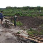 Wujudkan Ketahanan Pangan, Babinsa Bersama Petani Binaan Garap Lahan Tidur Ditanami Cabe dan Palawija
