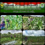 Koramil 414-05/Kelapa Kampit Laksanakan Monitoring Pertumbuhan Jagung