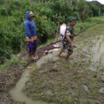Babinsa Ramil 414-04/Membalong Bantu Petani Menyemprot Pestisida Gulma di Lahan Sawah