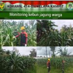 Anggota Koramil 414-05/Kelapa Kampit Monitoring Pertumbuhan Tanaman Jagung