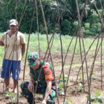Babinsa Laksanakan Pendampingan Petani Memasang Lanjaran Mentimun