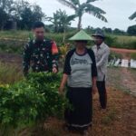 Jaga Ketahanan Pangan, Babinsa Beri Semangat Kepada Petani