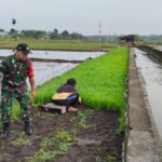 Anggota Koramil 414-01/Tanjungpandan Melaksanakan Pendampingan Petani Sawah 