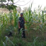 Babinsa Koramil 414-01/Tanjungpandan Laksanakan Kegiatan Pendampingan Ketahanan Pangan