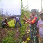 Jaga Ketahanan Pangan, Babinsa Bersama Kades Turun ke Lahan Pertanian