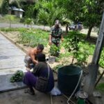 Babinsa Koramil 04/Membalong Berikan Pendampingan Kepada Petani Sawi
