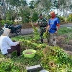 Babinsa Bantu Petani Panen Kacang Tanah di Desa Binaan