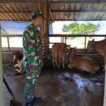 Jalin Silaturahmi, Babinsa Bantan Komsos dengan Peternak Sapi 