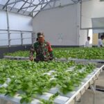 Agar Pertumbuhan Tanaman Hidroponik Tumbuh Subur, Babinsa Dampingi Pengembangan Tanam