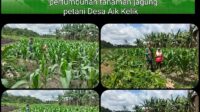 Babinsa Koramil 414-05/Kelapa Kampit Monitoring Pertumbuhan Tanaman Jagung 