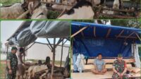 Babinsa Dendang Komsos dengan Penjual Hewan Qurban