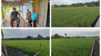 Babinsa Air Saga Dampingi Kegiatan Petani Sawah