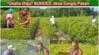 Babinsa Sungai Padang Monitoring Perkebunan Cabe Maju Jaya