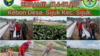 Babinsa Sijuk Tinjau Kebun BUMDes