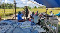 Tingkatkan Hanpangan, Babinsa Desa Air Saga Bantu Petani Panen Padi