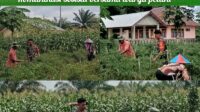 Babinsa Mentawak Laksanakan Komsos dengan Petani 