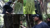 Algafry Cicipi Air Kabung dari Pohon yang Dipanjatnya