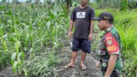 Jalin Keakraban dengan Warga, Babinsa mendampingi Petani di Wilayah Desa Binaan