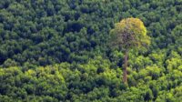 Warga Desa Kotawaringin Tolak Adanya Perambahan Hutan Negara 