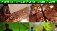 Babinsa Buluh Tumbang Komsos dengan Peternak Ayam Potong 