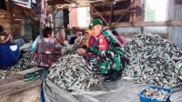 Lakukan Komsos, Babinsa Tanjung Binga Sambangi Tempat Pengolahan Ikan Asin
