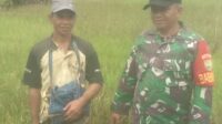 Pendampingan Upsus Babinsa Bercocok Tanam dengan Petani di Desa Binaan