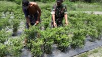 Jalin Keakraban, Babinsa Dampingi Petani Cabai di Desa Binaan