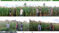 Babinsa Koramil Gantung Komsos Bersama Petani Jagung di Desa Dendang