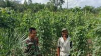 Babinsa Koramil 04/Membalong Komsos dengan Petani Sayur
