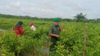 Dukung Ketahanan Pangan, Babinsa Berikan Pendampingan Kepada Masyarakat di Lahan Desa Sijuk Seluas 8 Hektar 