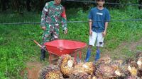Berbagi Pengalaman Babinsa Koramil 04 Membalong Komsos dengan Petani Sawit