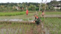 Tingkatkan Ketahanan Pangan, Babinsa Cerucuk Berikan Pendampingan Kepada Petani