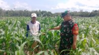 Babinsa Dendang Melaksanakan Komsos dengan Petani Jagung