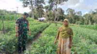 Babinsa Koramil 414-03/Gantung Melaksanakan Komsos Di kebun Warga Binaan