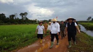 Panen Perdana Padi, Pj Bupati Haris Bangga dengan Kelompok Tani di Banyuasin