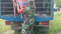 Sukseskan MTQ Tingkat Kecamatan, Babinsa Koramil 04 /Membalong Berperan Aktif Gotong Royong Persiapan Tempat