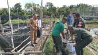 Babinsa Desa Mempaya Sertu R Hutagalung Panen Ikan Lele dan Nila 100 Kg 