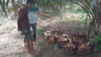Polsek Koba Amankan Pencuri Sawit, Satu Orang Berhasil Kabur 
