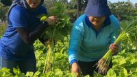 Hasil Panen Kebun PKK Cikar, Ludes Diserbu Warga