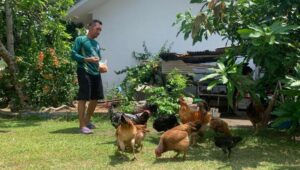 Berkebun di Rumah Dinas, Karyawan PT Timah Raih Tambahan Penghasilan dan Kebutuhan Pangan