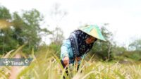 Zulyanti, Inspirator di Balik Kesuksesan Kelompok Tani Aek Jelutung dalam Mengembangkan “PROTEIN NABATI” Bersama PT Timah