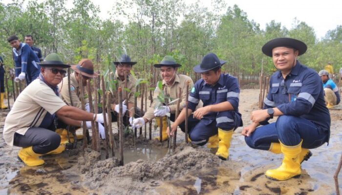 PT Timah Tanam 2.500 Mangrove di Pantai Batu Kucing untuk Jaga Ekosistem Pesisir
