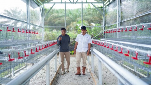 PT Timah Dukung Ketahanan Pangan dengan Bantuan Usaha Budidaya Ayam Petelur di Bangka Barat