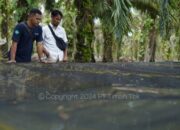 PT Timah Dukung Ekonomi Lokal Lewat Bantuan Kelompok Usaha Ikan Lele di Bangka Barat