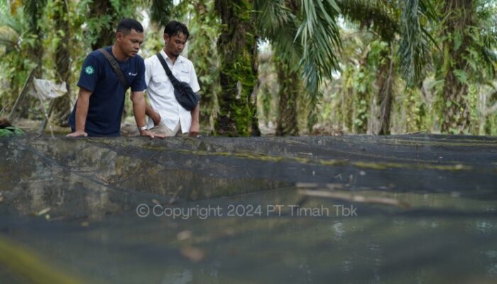 PT Timah Dukung Ekonomi Lokal Lewat Bantuan Kelompok Usaha Ikan Lele di Bangka Barat