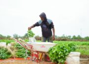 Dukung Ketahanan Pangan, PT Timah Tanam Sayur dan Buah di Farm Estate Tanjung Ular