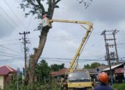 Cegah Bahaya Pohon Tumbang, PT Timah dan PLN Gencar Lakukan Penebangan di Mentok