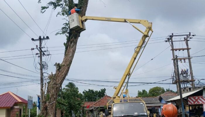 Cegah Bahaya Pohon Tumbang, PT Timah dan PLN Gencar Lakukan Penebangan di Mentok